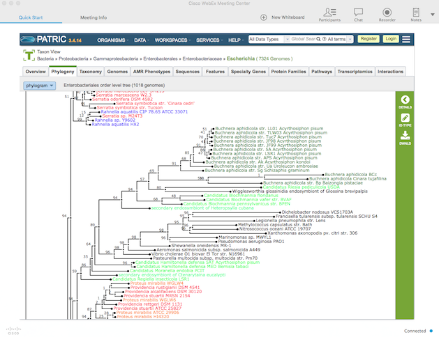 PATRIC Webinar Phylogenetic Tree
