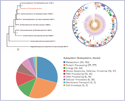 PATRIC Webinar - Comprehensive Genome Analysis Service